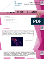 Flagelo Bacteriaano
