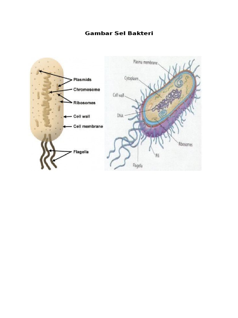 Gambar Struktur Sel Bakteri Dan Fungsinya - Berbagi Struktur