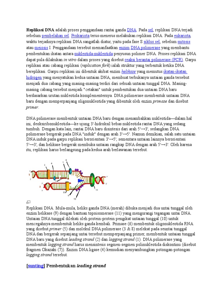 Peran Enzim Helikase dalam Replikasi DNA | PDF | Sains & Matematika