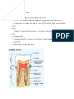 Anatomi Gigi Sehat Dan Sakit