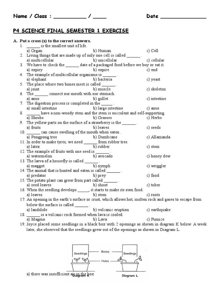P4 Science Semester 1 Exercise | PDF | Lava | Seedling
