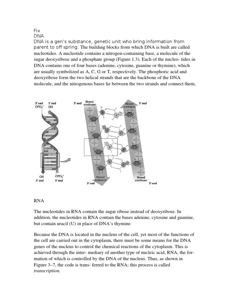 Fix No 8 | PDF | Rna | Ribosome