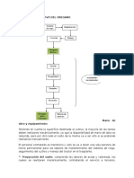 Proceso Productivo Del Oregano