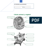 ACTIVIDAD SV Y CELULA.docx