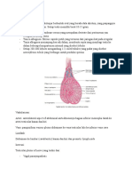 Anatomi Testis