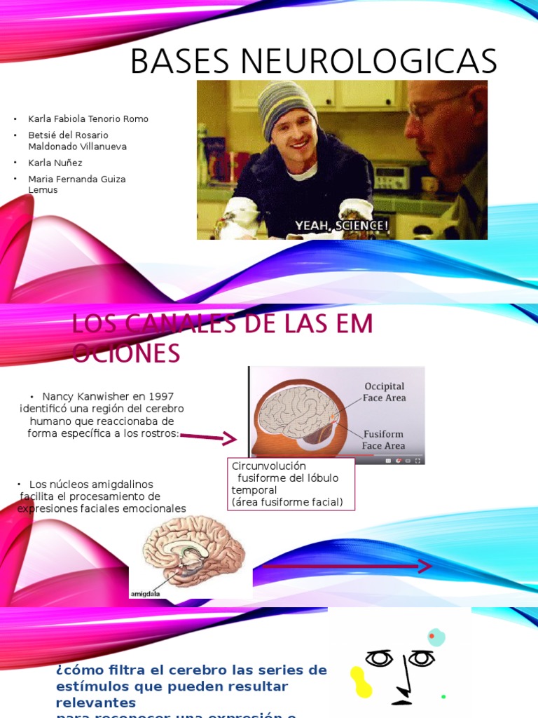 Bases Neurologicas de Las Emociones | PDF | Temor | Corteza cerebral