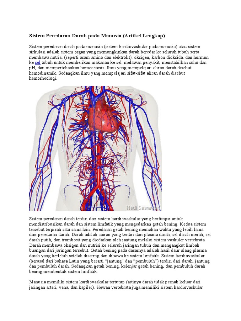 Sistem Peredaran Darah Pada Manusia