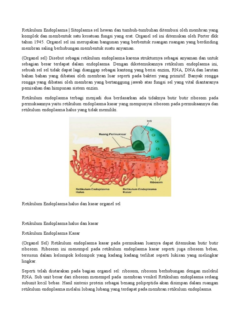 Retikulum Endoplasma Pdf