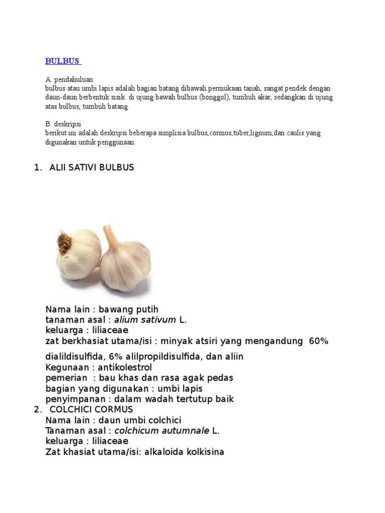 Deskripsi Bulbus dan Simplisia Tanaman | PDF