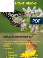 Daur Hidup Hewan Metamorfosis