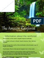 The Amazon Rainforest Storyboard