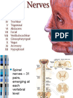 Spinal Nerve Plexuses and Dermatomes/Myotomes