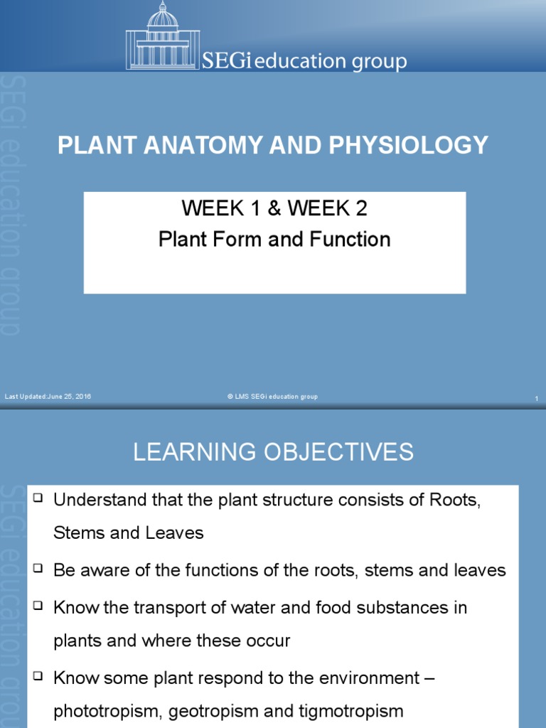 Plant Structure and Growth | PDF | Root | Plant Stem