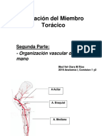 Irrigación Del Miembro Torácico II 2016