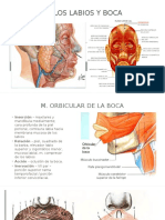 Musculos de La Boca