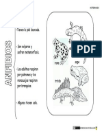 Animales-vertebrados-Anfibios.pdf