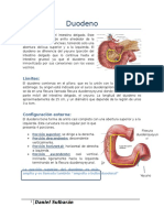 Anatomia Del Duodeno (ESP) 