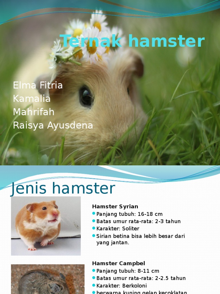 Ternak Hamster | PDF | Griya & Taman
