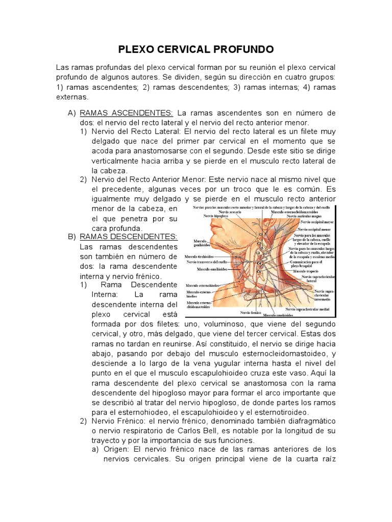 Plexo Cervical Profundo Y Nervio Frenico Pdf Anatomía Humana