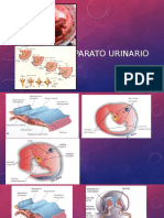 Aparato_urinario- EMBRIOLOGIA