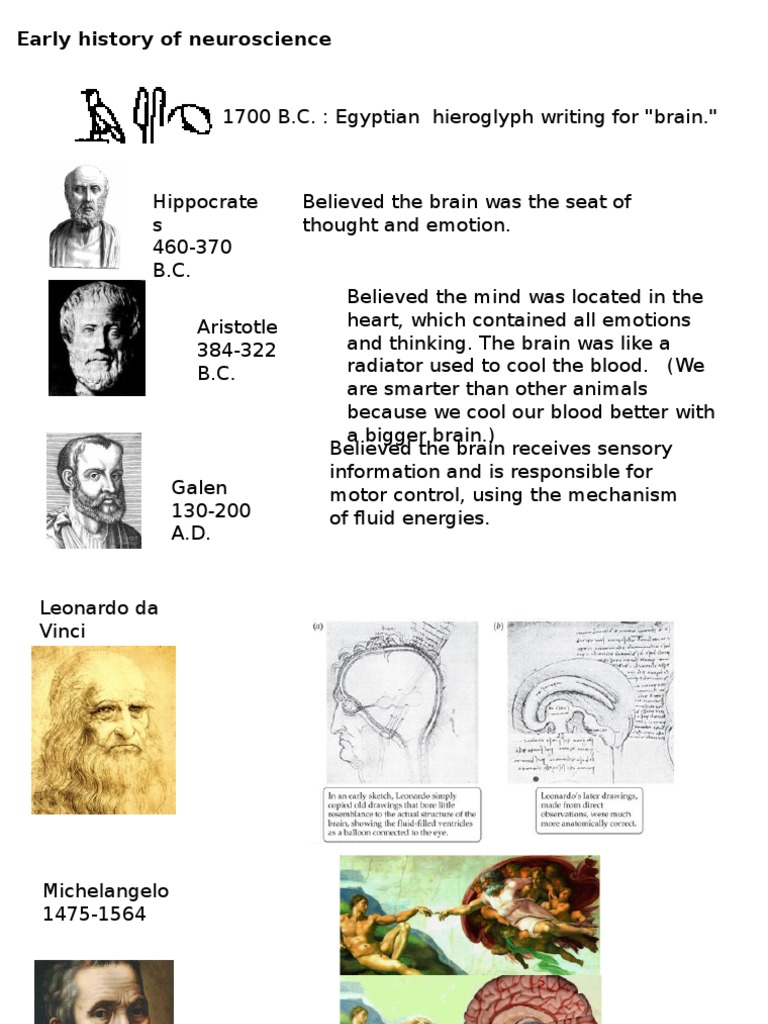 Evolution of the Human Brain | PDF | Nervous System | Central Nervous ...