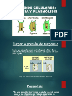 Turgencia y Plasmolisis