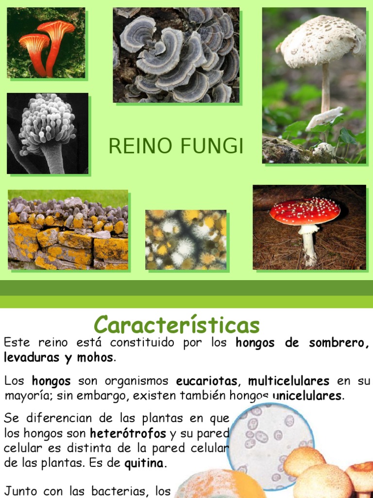Reino Fungi | PDF