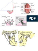 Dibujos Mandibula y Boca