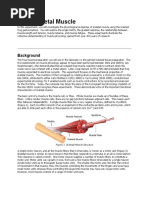 Download Physiological Science lab Frog Skeletal Muscle by Anonymous nwpkdLC SN316801010 doc pdf