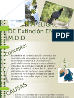 Aves en Peligro de Extinción en Madre de Dios