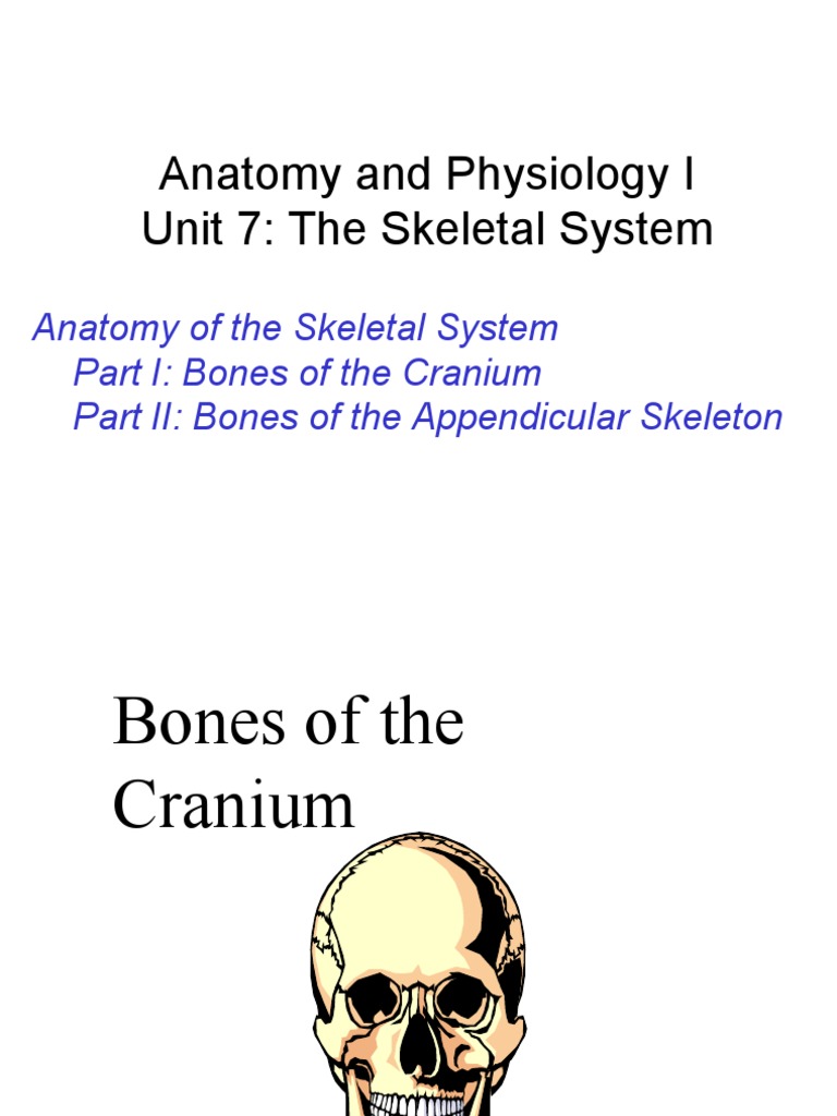 Anatomy Unit 7 - Anatomy of The Skeletal System | PDF