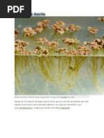 Download Azolla anabaena by JoElizabeth Santana Naranjo SN316852621 doc pdf