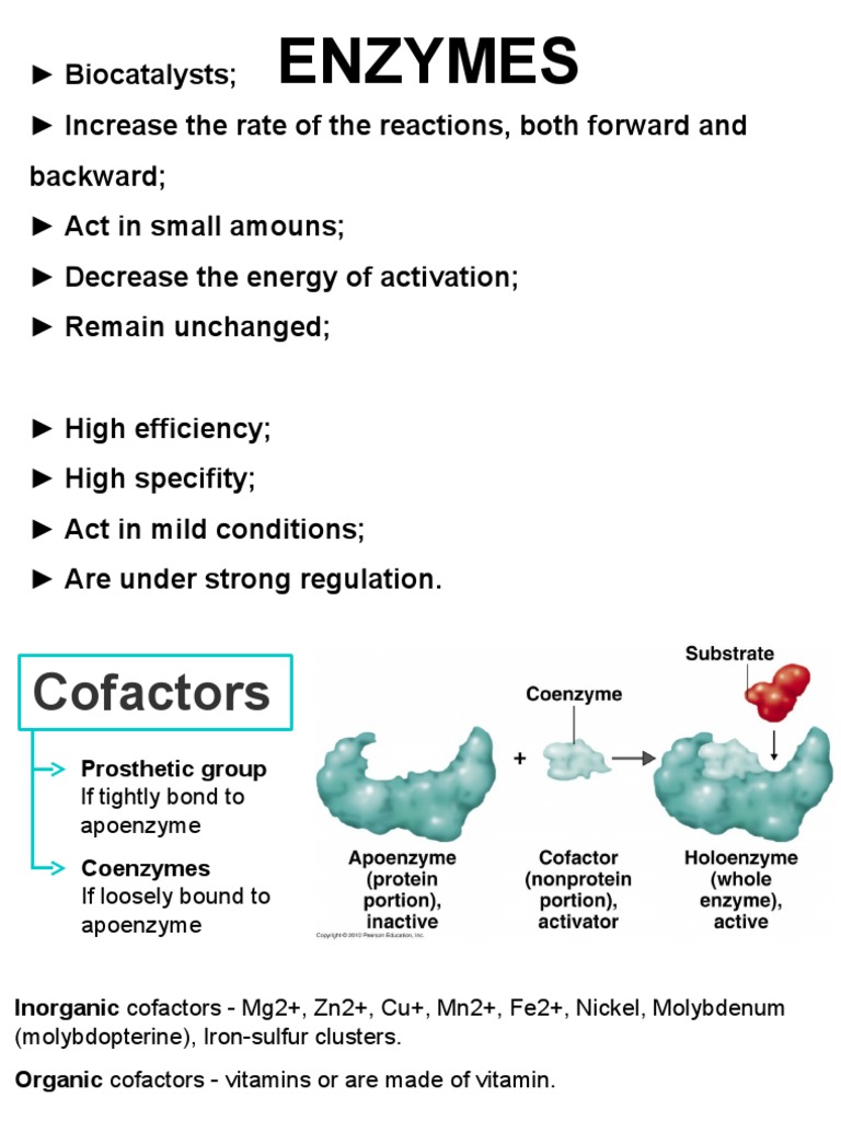 Enzymes Cofactor (Biochemistry) Biosynthesis