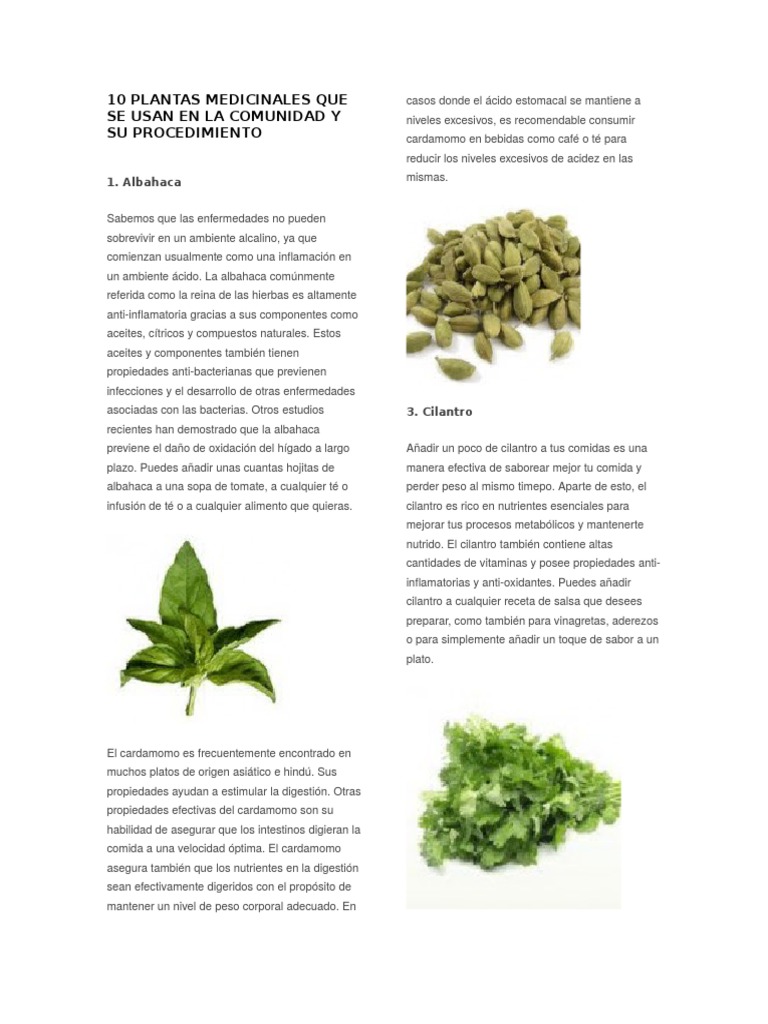 10 Plantas Medicinales Que Se Usan en La Comunidad y Su