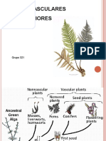 Plantas vasculares inferiores 38