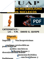 Clase Digestion y Metabolismo de Acidos Nucleicos