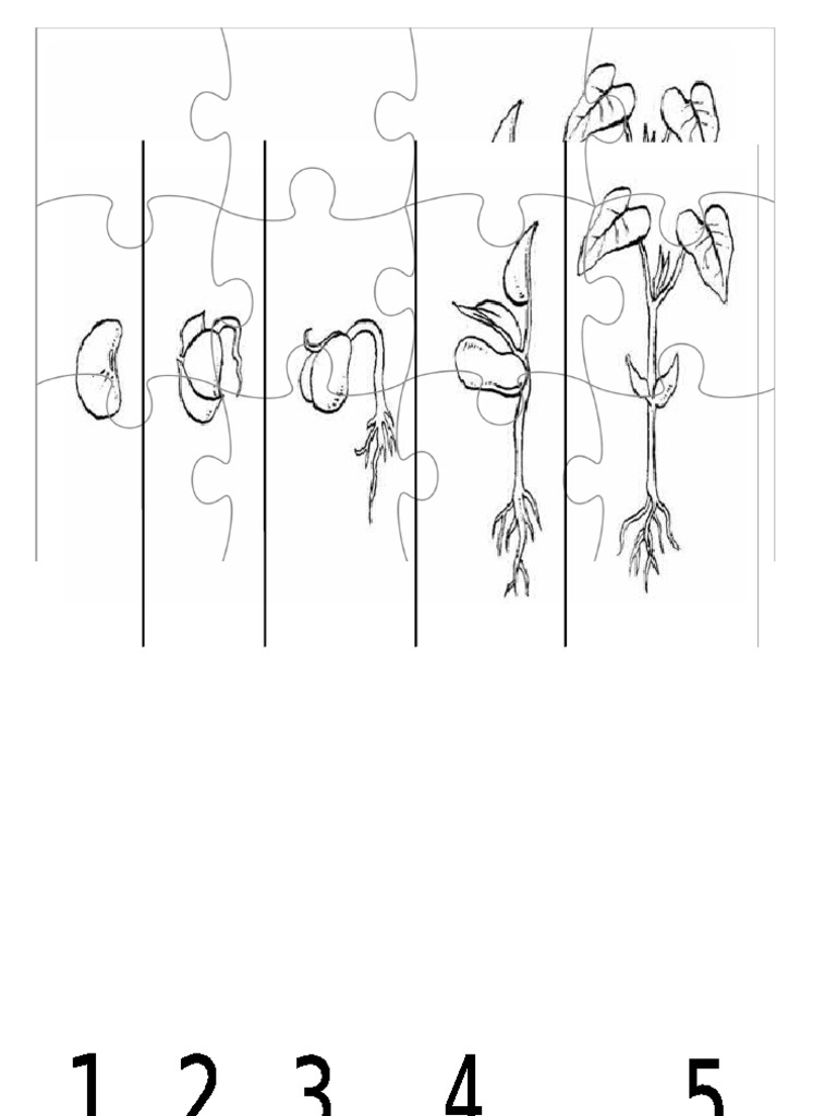 rompecabezas de plantas