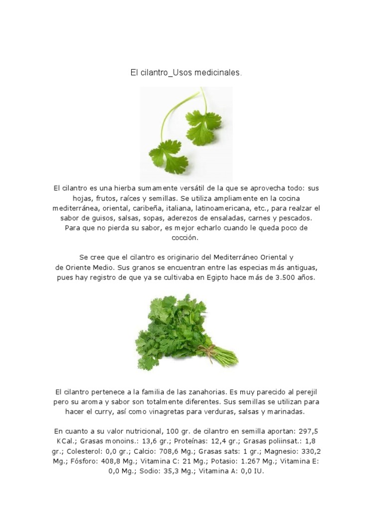 Cilantro Usos Medicinales Cilantro Digestión