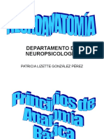 Neuroanatomía Patty