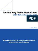 Review Key Pelvic Structures