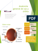 Anatomía general del ojo y la órbita