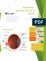 Anatomía de Ojo y Órbita