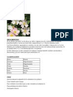 10.rosal Silvestre - Odt
