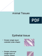 Animal Tissues