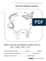 Ciclo de Vida de La Mariposa