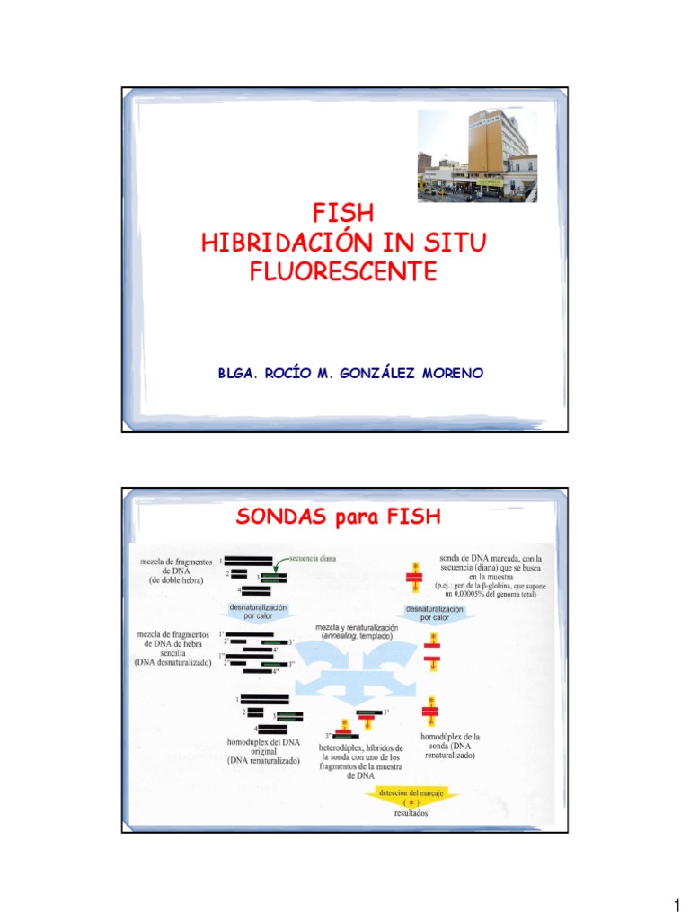 Sondas y Técnicas en Hibridación FISH | PDF | Hibridación in situ ...