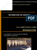 Incubacion y cria de larvas Lamberto.ppt