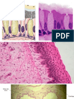 Aparato Respiratorio Histologia