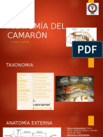 Anatomía Del Camarón-Torres