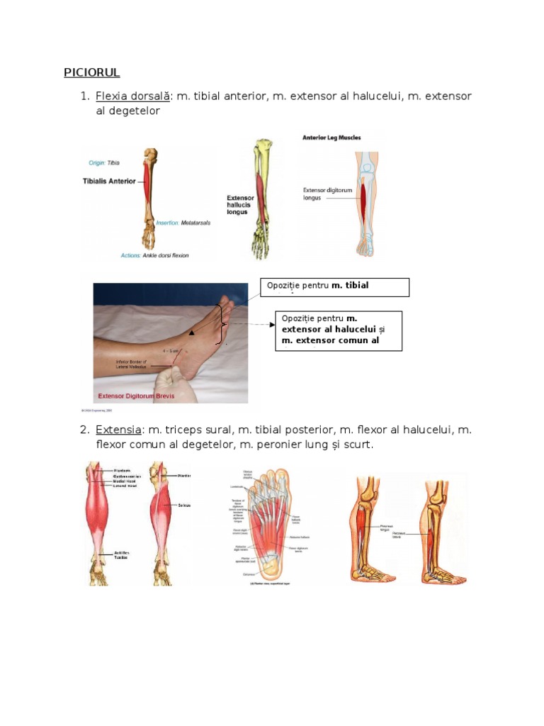 Tonizare PICIOR | PDF